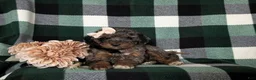 Miniature Poodle dogs for sale: Paislee - Ad 5