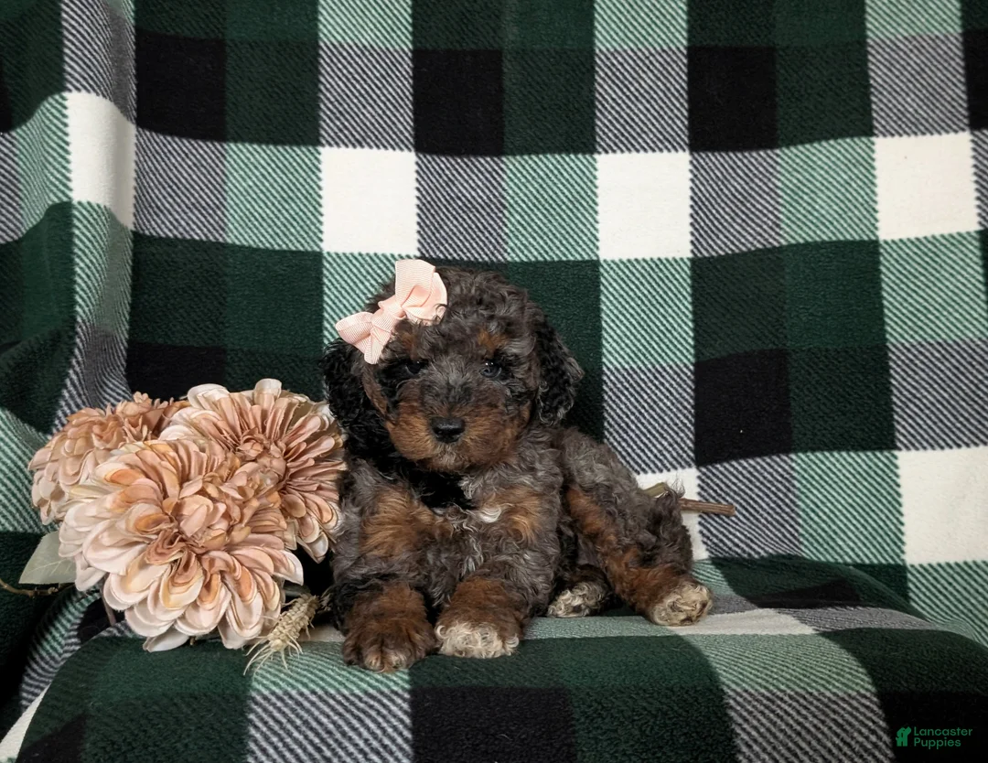 Miniature Poodle dogs for sale: Paislee - Ad 5