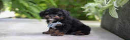 Cavapoo dogs for sale: Lil Bear - Ad 10