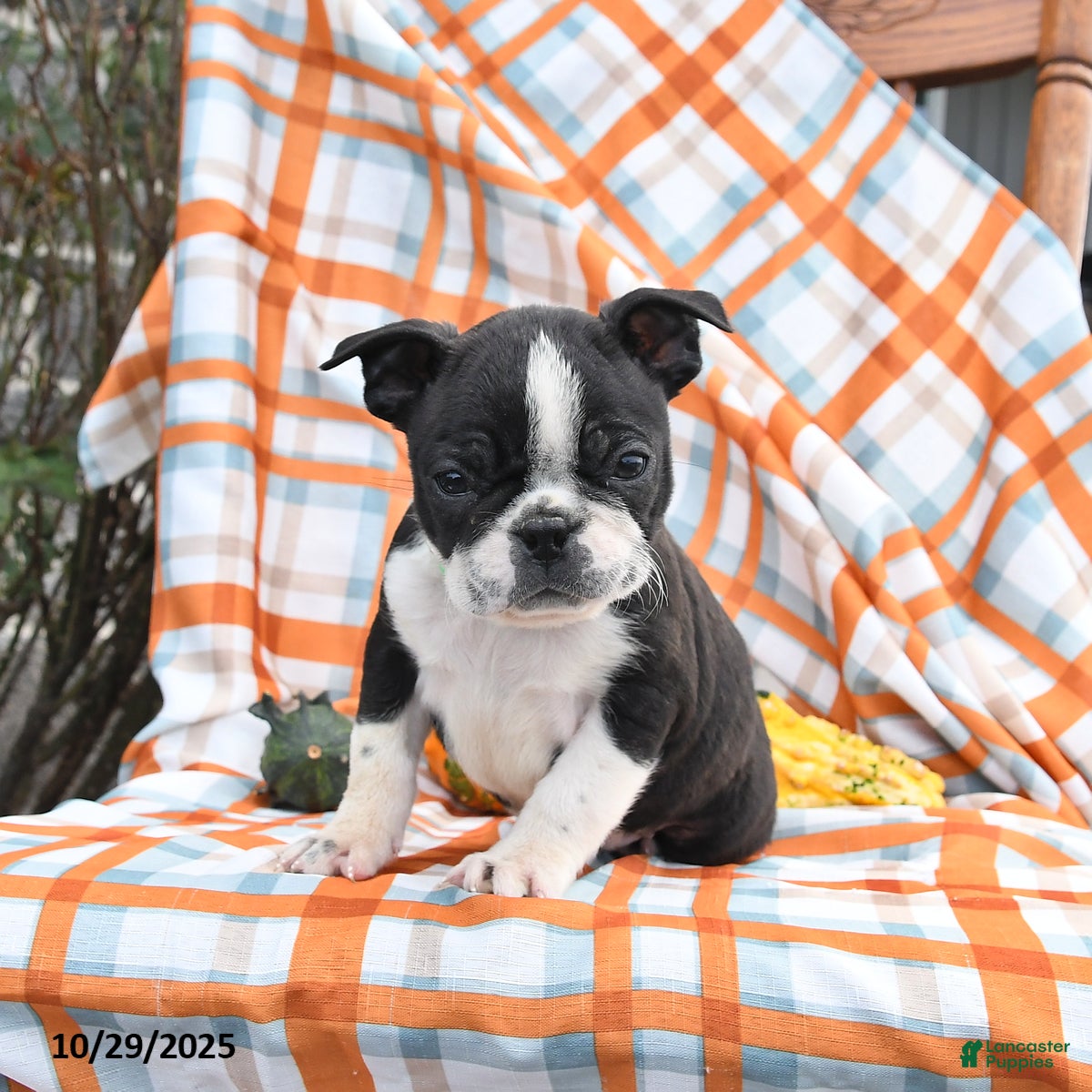 Boston Terrier dogs Charlie - Ad 10