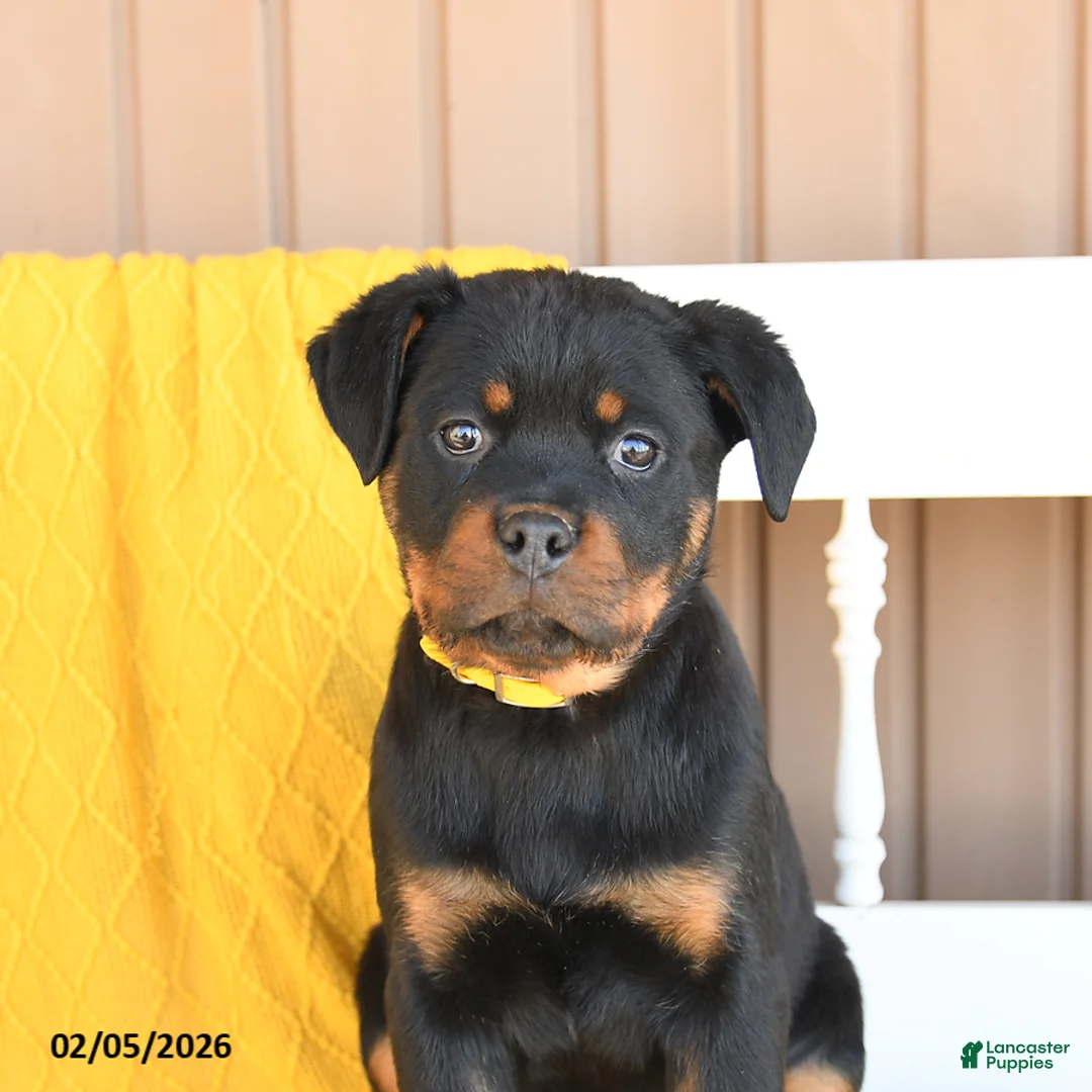 Rottweiler dogs for sale: Sadie - Ad 4