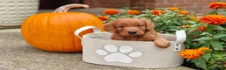 Goldendoodle dogs for sale: Copper - Ad 4