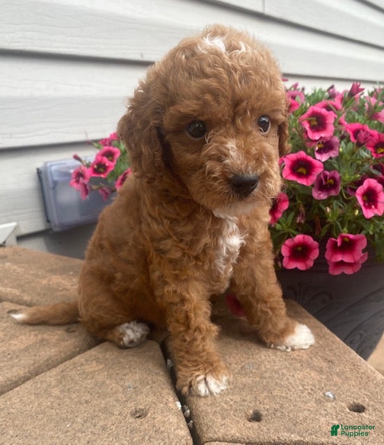 Mini Goldendoodle dogs Echo- mini/petite - Ad 1