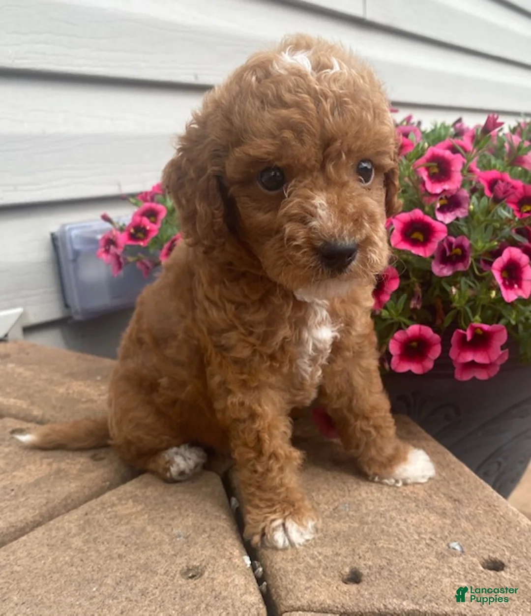 Mini Goldendoodle dogs for sale: Echo- mini/petite - Ad 1