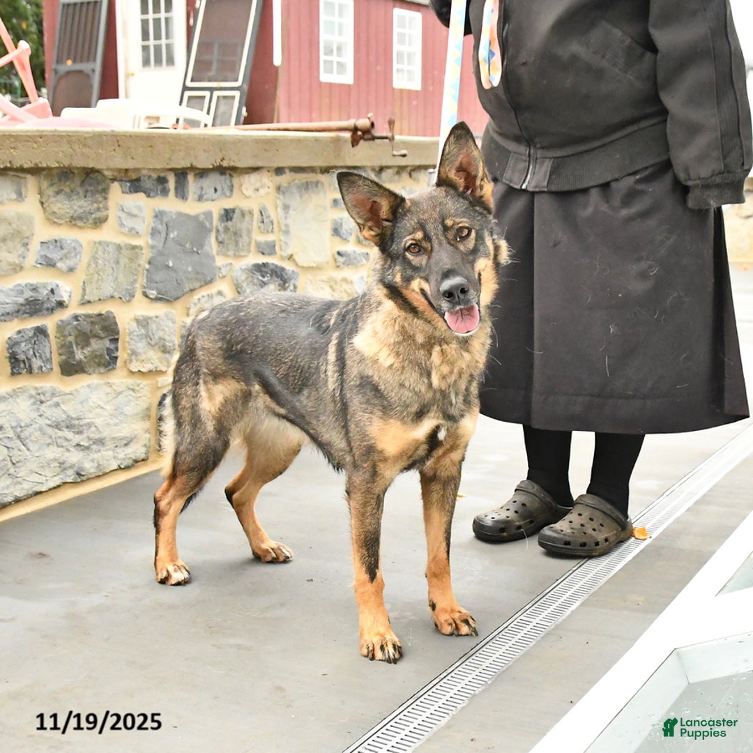 Mixed Breed dogs for sale: Ocean - Ad 1