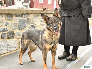 Mixed Breed dogs Ocean - Ad 39