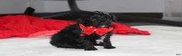 Yorkiepoo dogs for sale: River - Ad 2