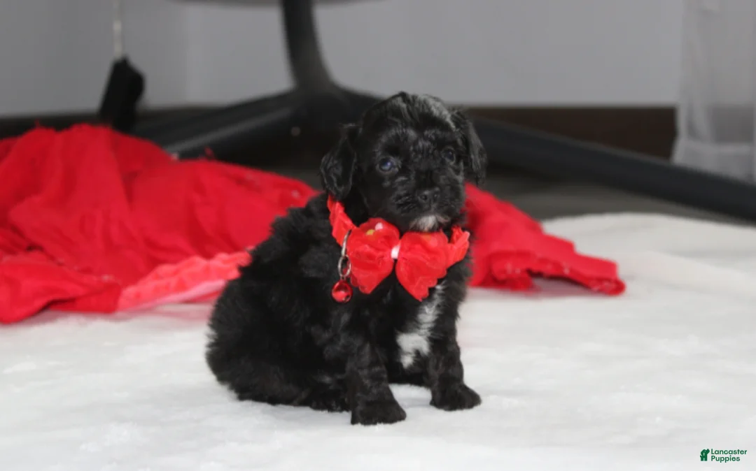 Yorkiepoo dogs for sale: River - Ad 2