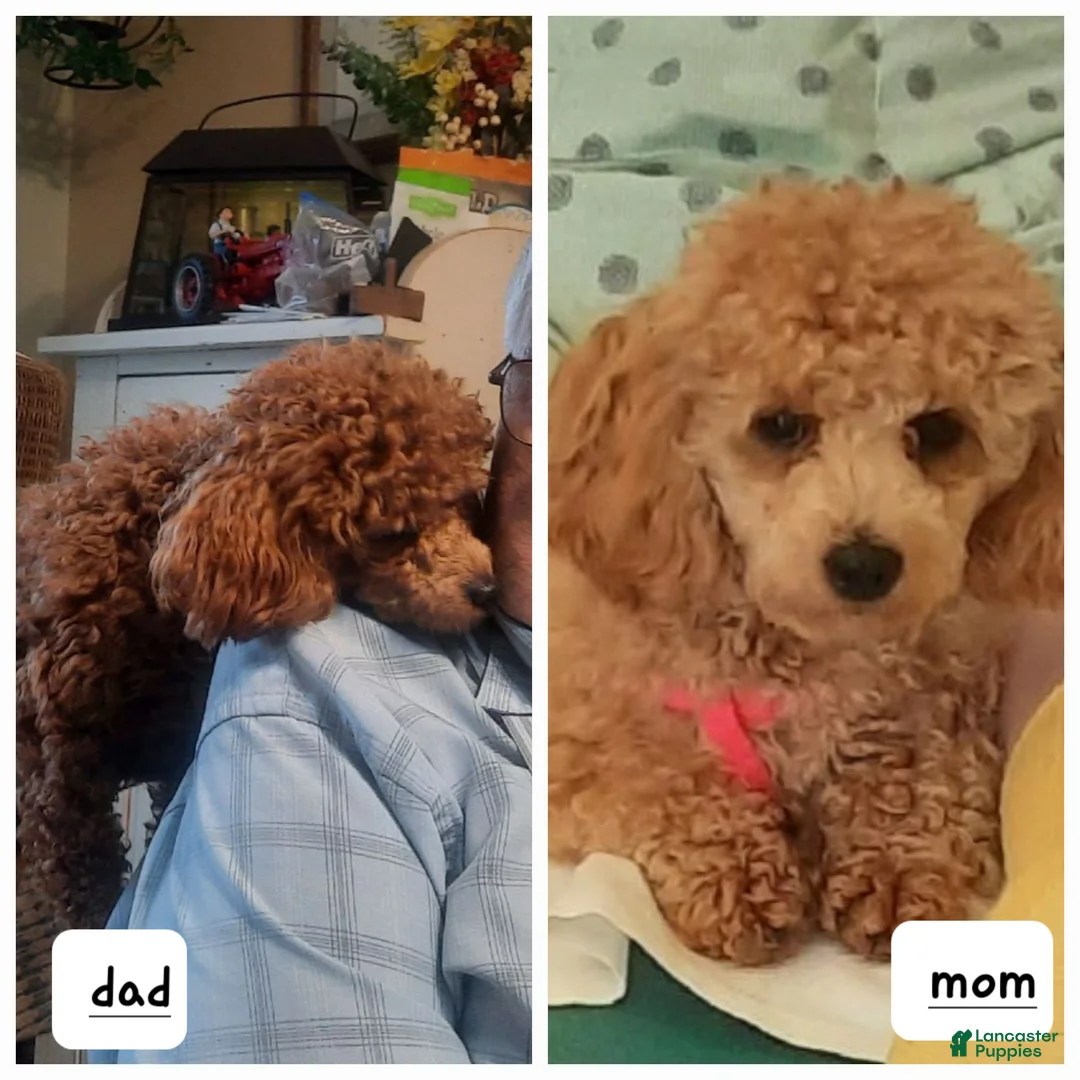 Toy Poodle dogs for sale: Twinkle - Ad 2