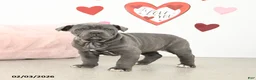 Cane Corso dogs for sale: Clementine - Ad 2