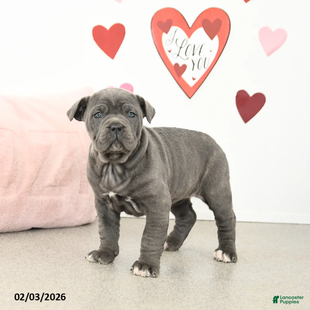 Cane Corso dogs for sale: Clementine - Ad 2