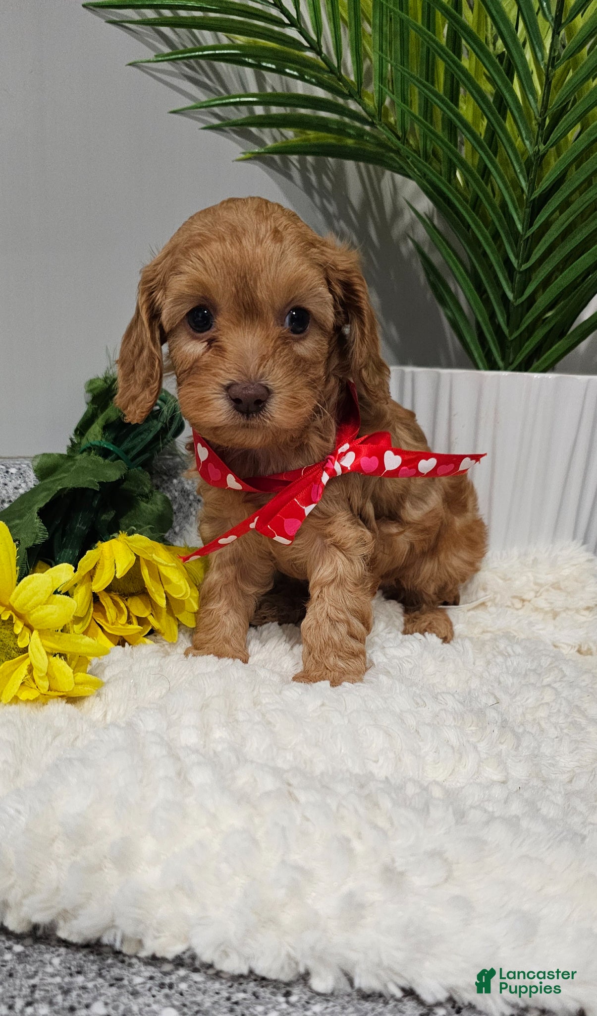 Cavapoo dogs "Tiny Tater" - Ad 2