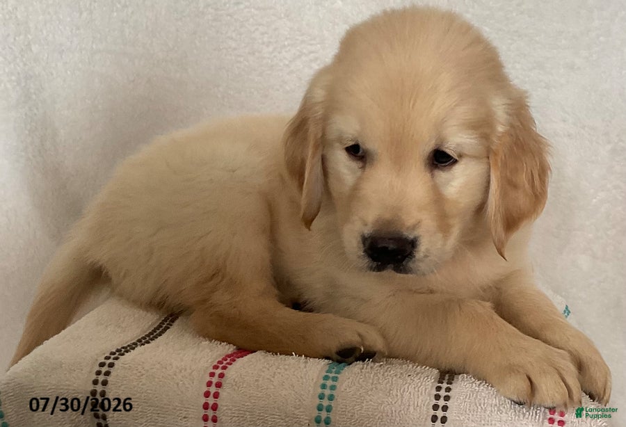 Golden Retriever dogs Rex - Ad 1