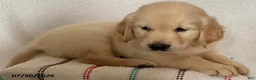 Golden Retriever dogs for sale: Rex - Ad 1