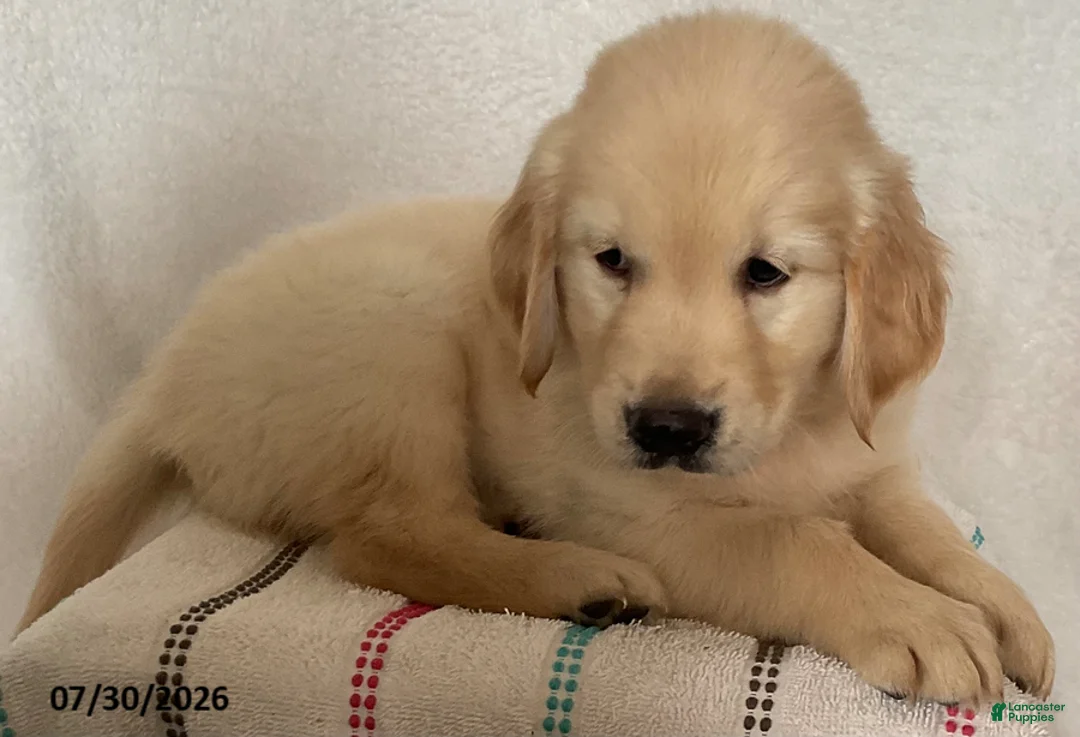 Golden Retriever dogs for sale: Rex - Ad 1