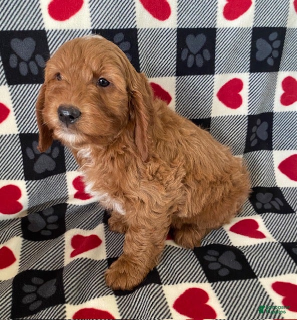 Mini Goldendoodle dogs Denver - mini/medium - Ad 2