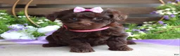 Yorkiepoo dogs for sale: Coco  - Ad 5