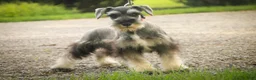Miniature Schnauzer dogs for sale: Quest Miniature Schnauzer (crate and leash Trained) - Ad 5