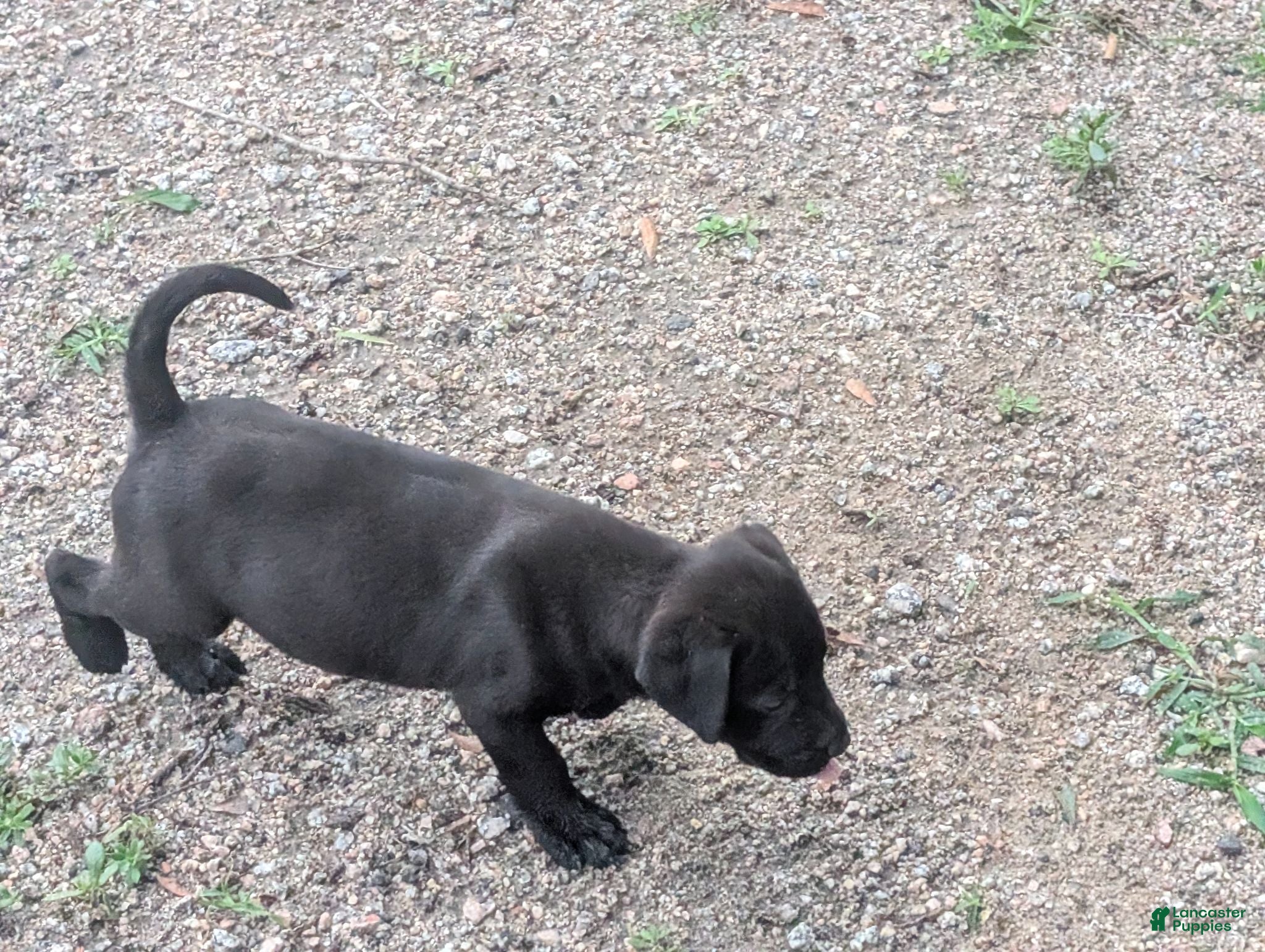 Labrador Retriever dogs Labrador Retriever 2 - Ad 2