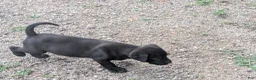 Labrador Retriever dogs for sale: Labrador Retriever 2 - Ad 2
