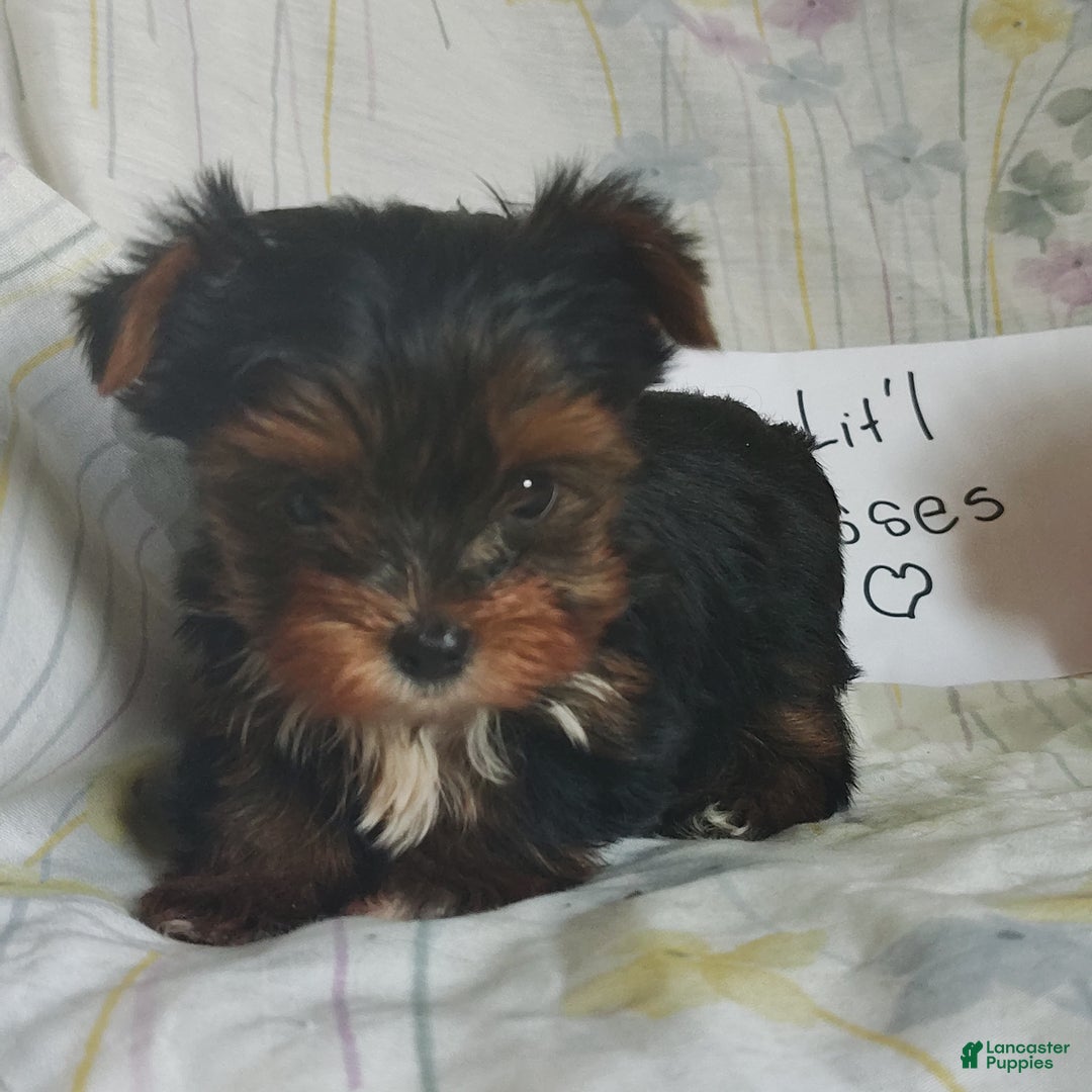 Yorkshire Terrier dogs for sale: Kisses - Ad 6
