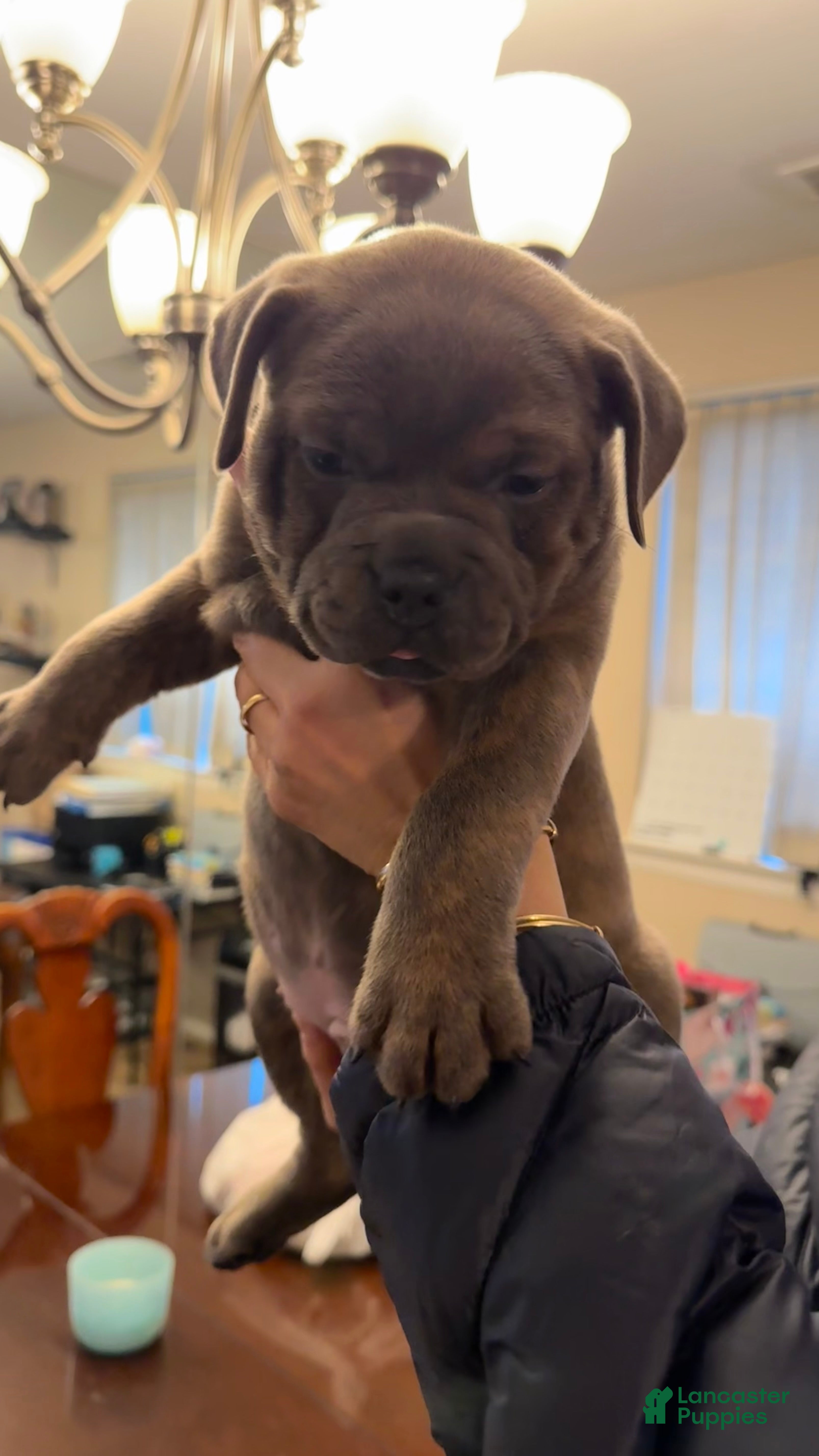 American Bully dogs American Bully Puppy NOVA - Ad 1