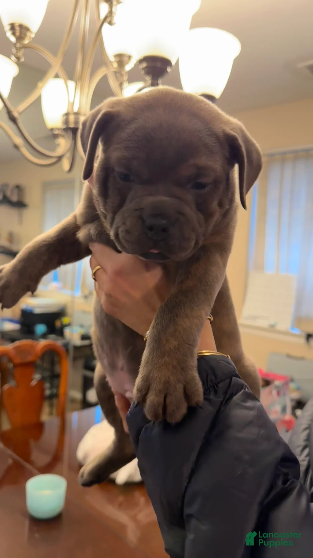American Bully dogs for sale: American Bully Puppy NOVA - Ad 1