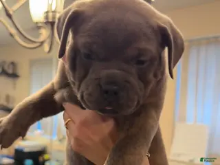 American Bully dogs for sale: American Bully Puppy NOVA - Ad 3