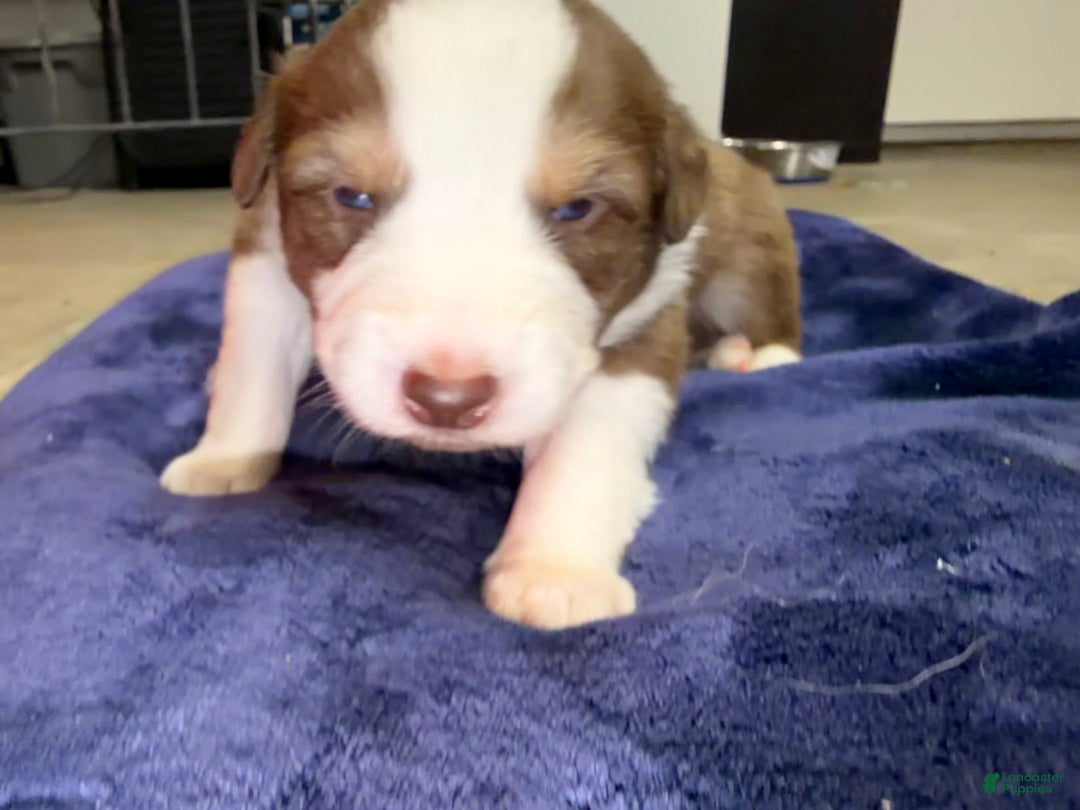 Australian Shepherd dogs for sale: Australian Shepherd Puppy -Charles   - Ad 5