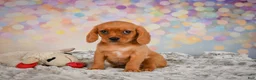 Beaglier dogs for sale: Brianna - Ad 13