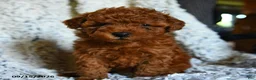 Toy Poodle dogs for sale: Lollipop - Ad 3