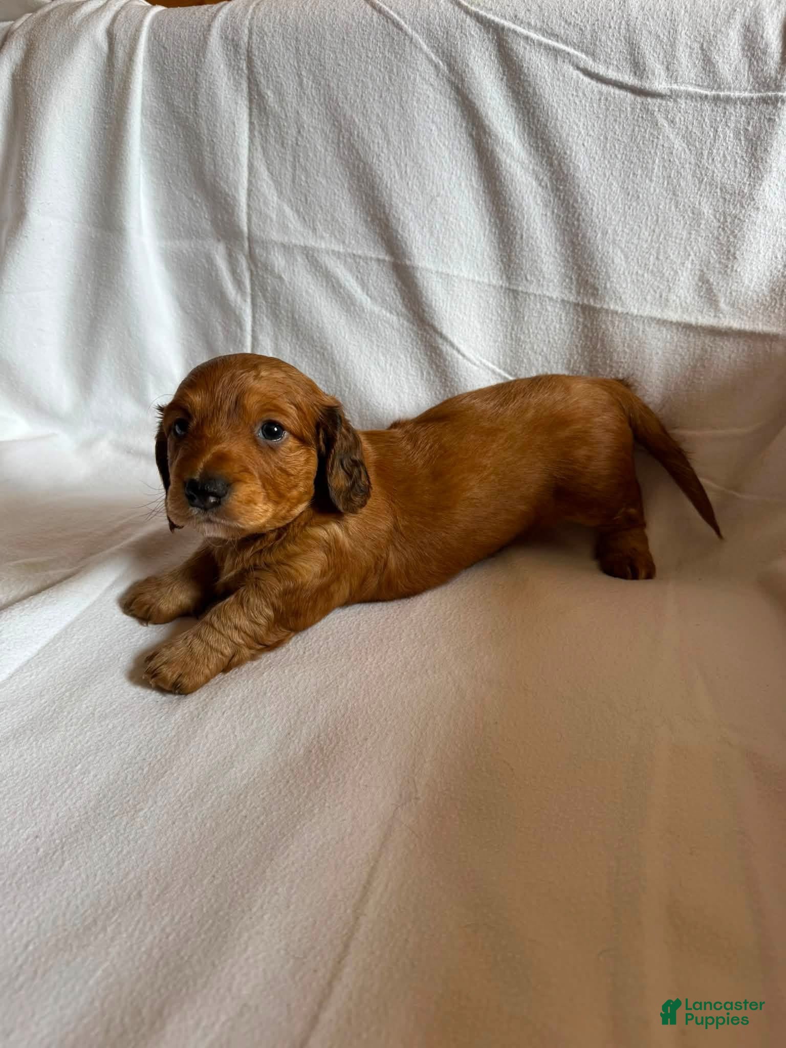 Miniature Dachshund dogs Freddy - Ad 20