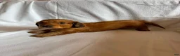 Miniature Dachshund dogs for sale: Freddy - Ad 2
