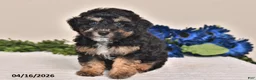 Miniature Poodle dogs for sale: Amber - Ad 5