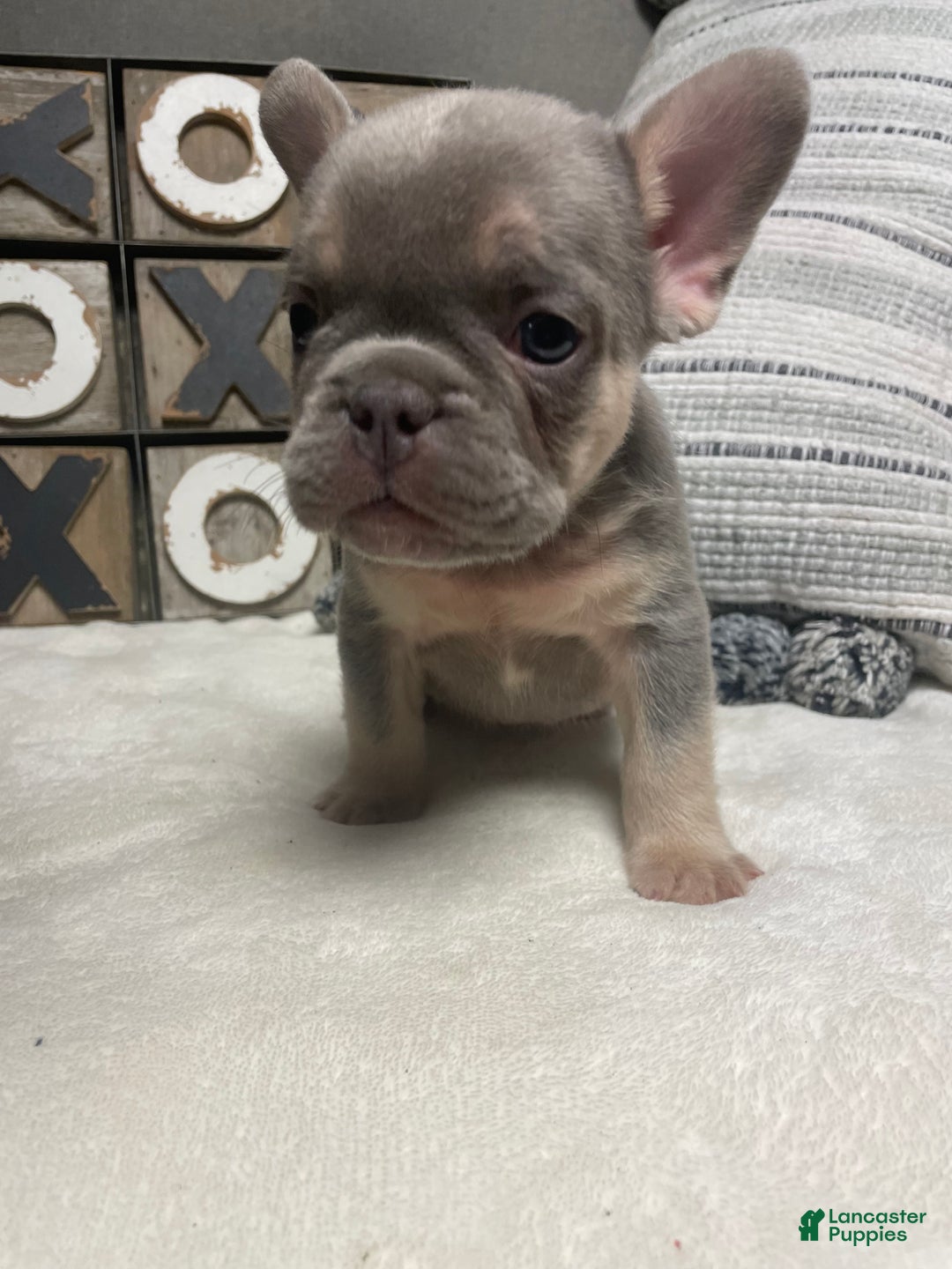 French Bulldog dogs for sale: French Bulldog Puppy 2 - Ad 2