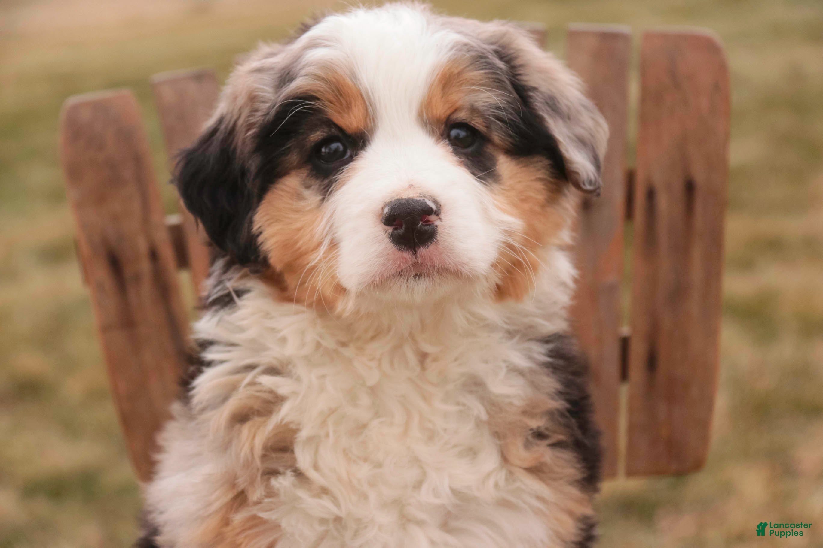 Bernedoodle dogs Penelope - Ad 2
