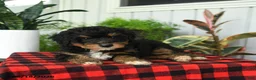 Mini Bernedoodle dogs for sale: Rod  - Ad 2