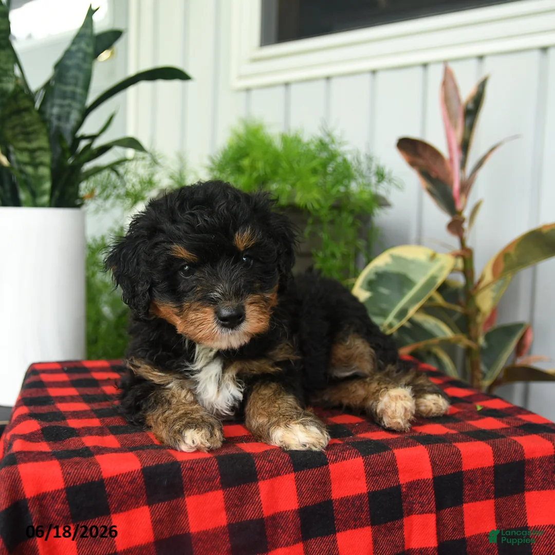 Mini Bernedoodle dogs for sale: Rod  - Ad 2