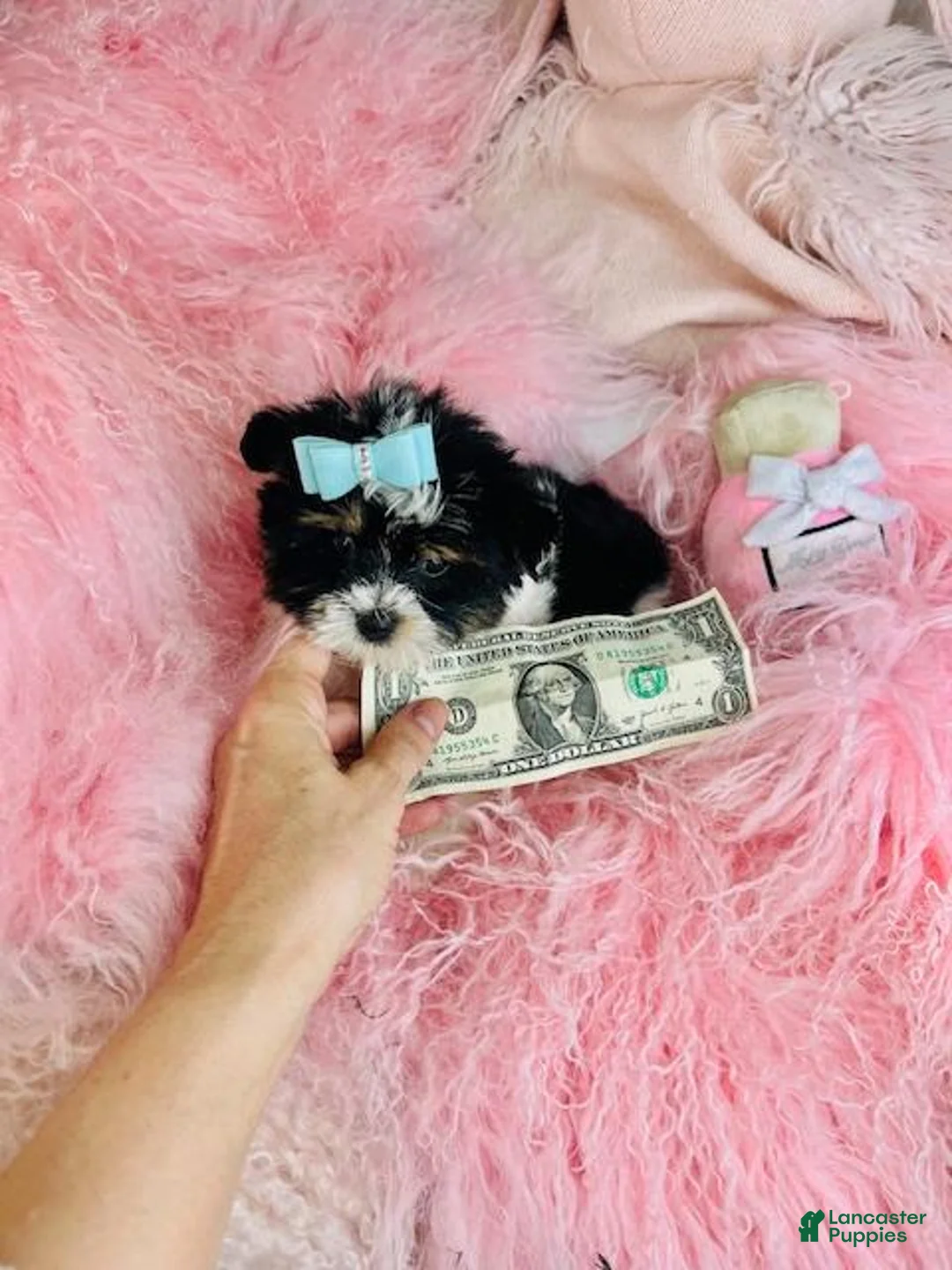 Biewer Terrier dogs for sale: Biewer Terrier Puppy 3 - Ad 1