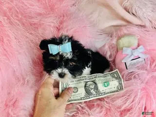 Biewer Terrier dogs Biewer Terrier Puppy 3 - Ad 3