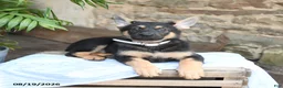 German Shepherd dogs for sale: Nutmeg - Ad 4