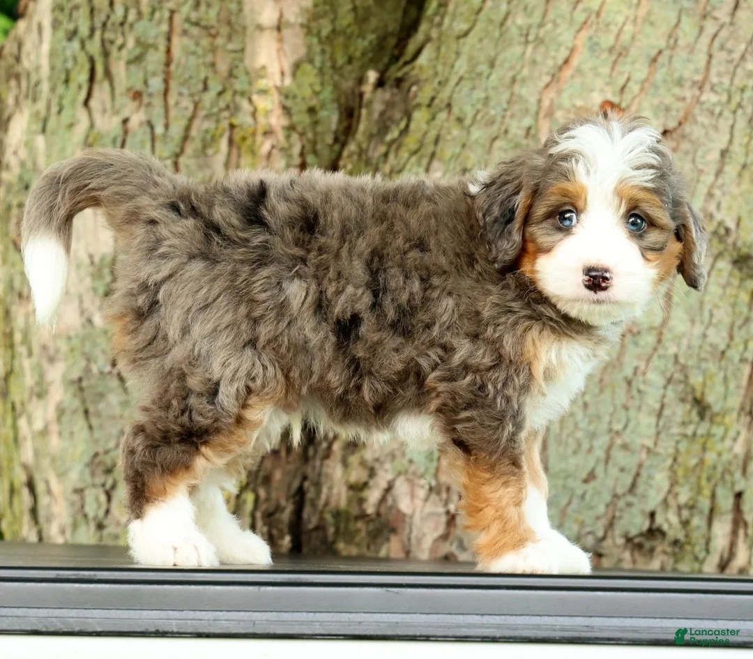 Mini Bernedoodle dogs for sale: Turbo - Ad 1