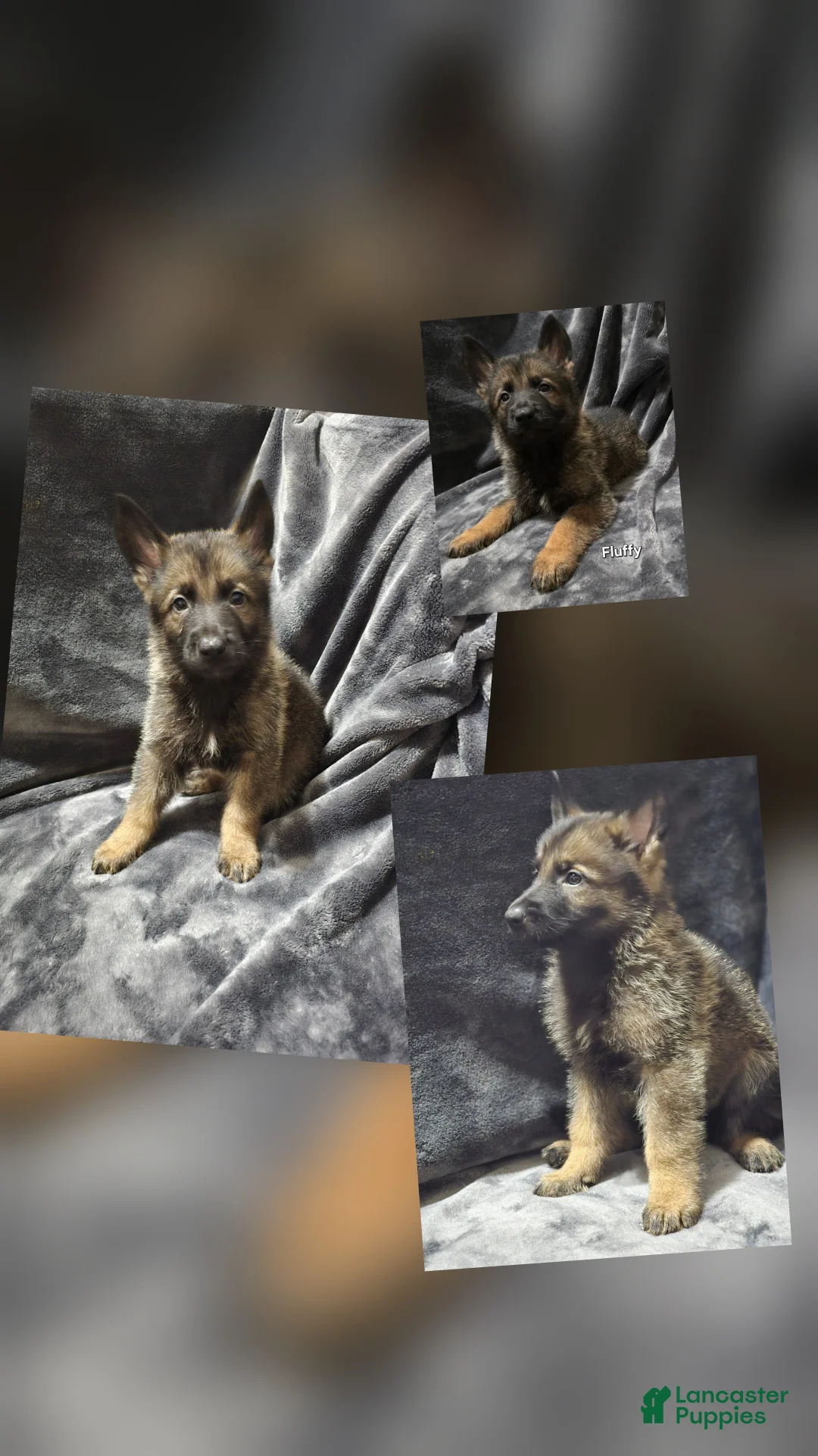 German Shepherd dogs for sale: Fluffy - Ad 1