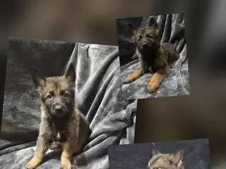 German Shepherd dogs Fluffy - Ad 21