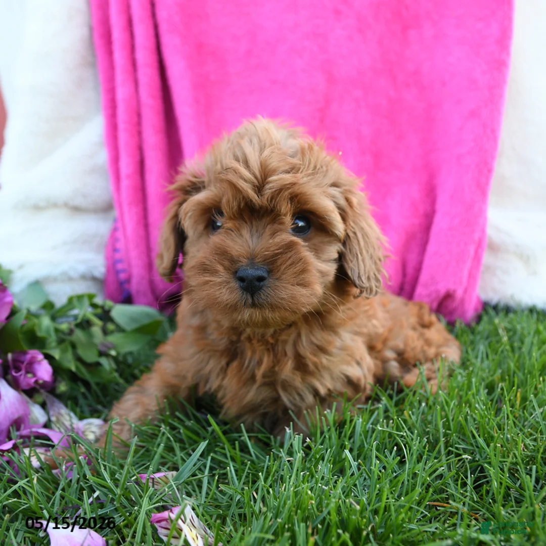 Cavapoo dogs for sale: Fifi - Ad 1