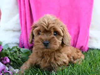 Cavapoo dogs for sale: Fifi - Ad 1