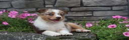Australian Shepherd dogs for sale: Australian Shepherd 8 - Ad 4