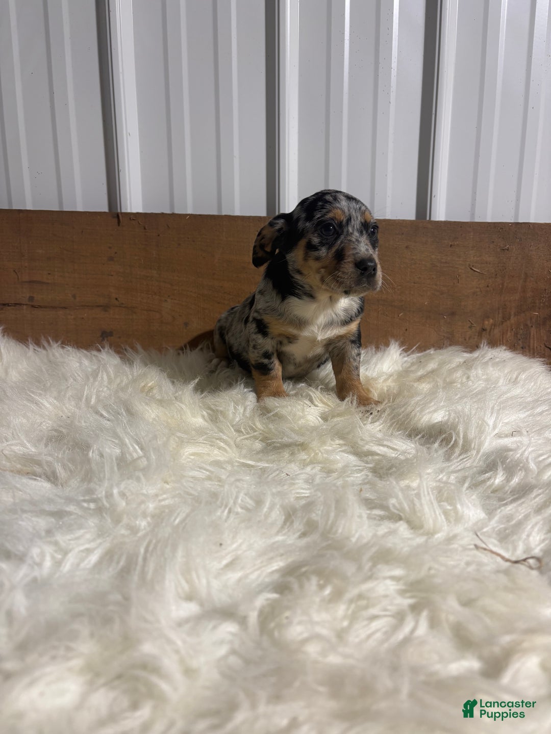 Mixed Breed dogs for sale: Mixed Breed Puppy 5 - Ad 1