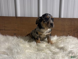 Mixed Breed dogs Mixed Breed Puppy 5 - Ad 15