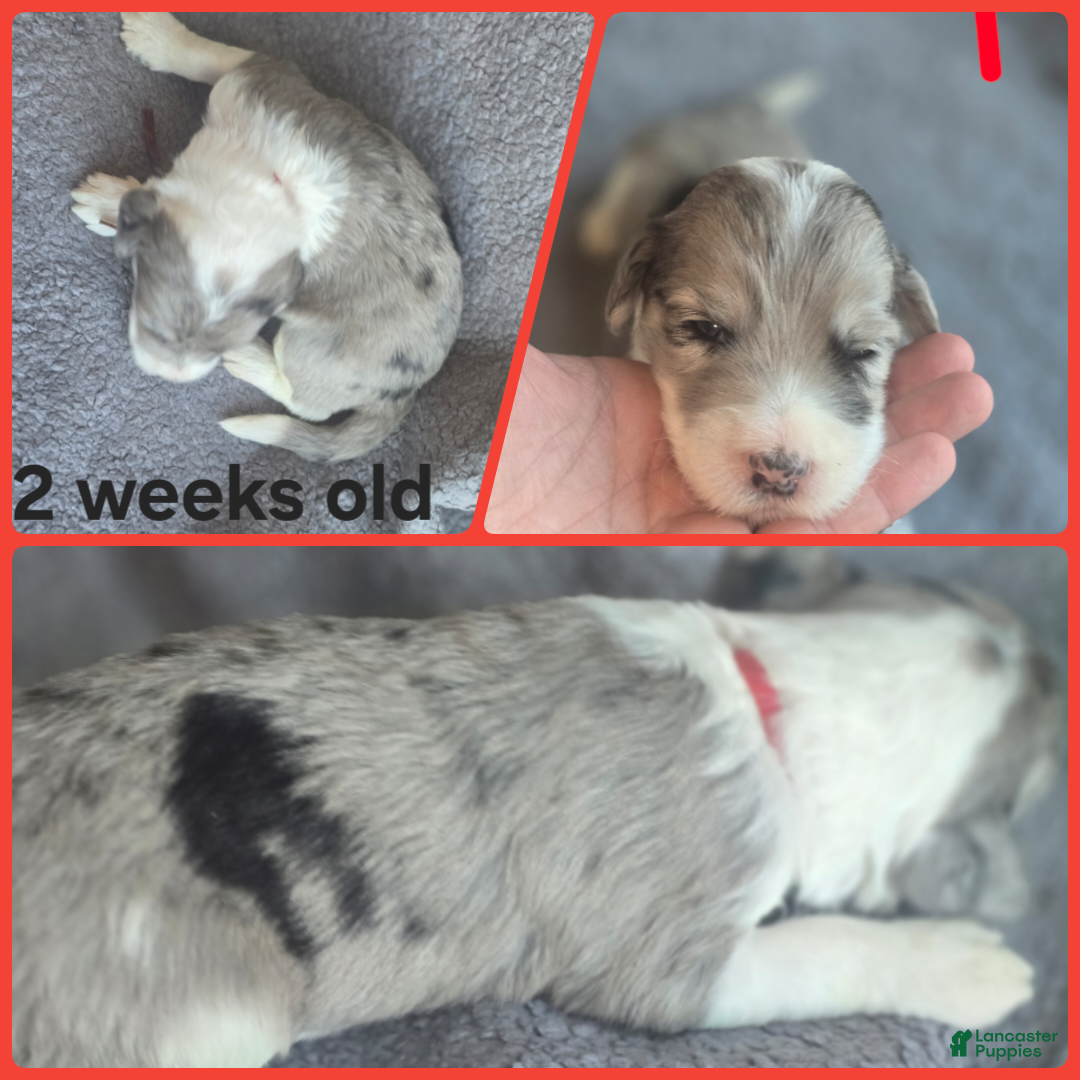 Sheepadoodle dogs Begonia -Red collar - Ad 14